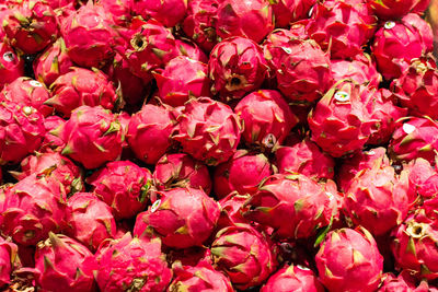 Full frame shot of pink flowering plants