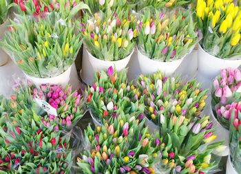 Close-up of flowers