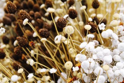 Close-up of white flowers blooming in field