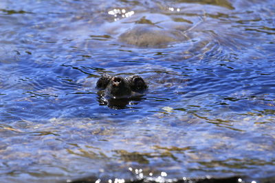High angle view of duck swimming in lake