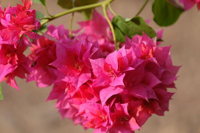 Close-up of pink bougainvillea flowers