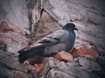 Bird perching on rock