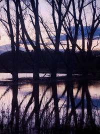 Bare trees against sky at sunset