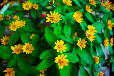 High angle view of flowering plants