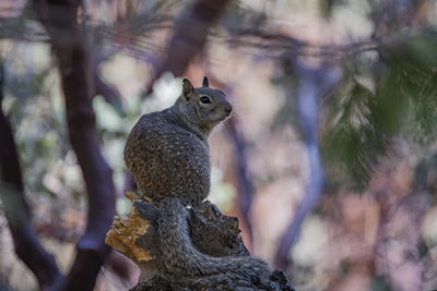 Gray spotted squirrel pauses on a branch at dusk