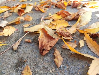 High angle view of dry maple leaves