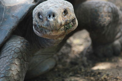 Close-up of tortoise