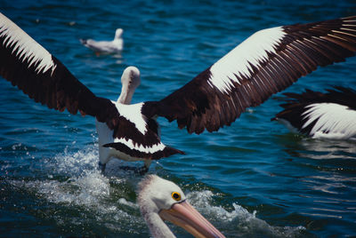 Seagulls flying over sea