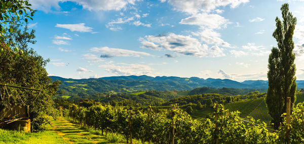 Scenic view of vineyard against sky