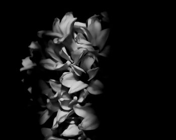 Close-up of flowers over black background