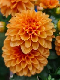 Close-up of orange dahlia