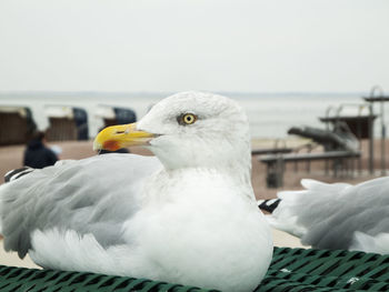 Close-up of seagull by sea against sky