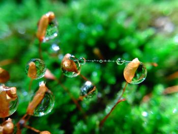 Close-up of water drops on plant