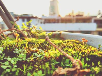 Close-up of plants in city against sky