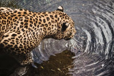 High angle view of jaguar in lake