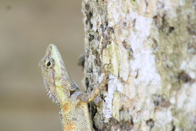 Close-up of lizard on tree trunk