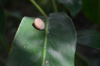 Close-up of crab on leaf