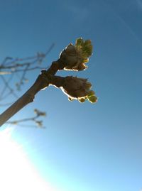 Low angle view of tree against blue sky