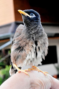 Close-up of hand holding bird