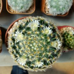 Close-up of succulent plant