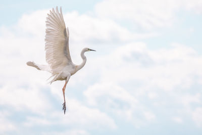 Bird flying in sky