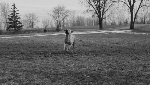 Man with dog on field in winter