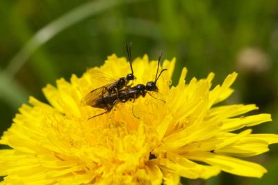 Close-up of insect on yellow flower