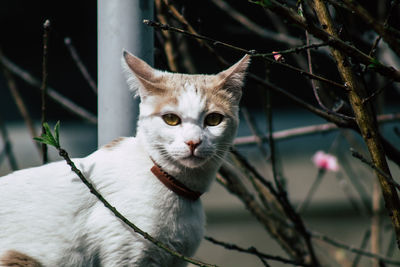 Portrait of a cat looking away