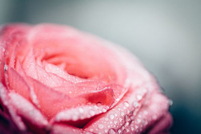 Close-up of wet red rose