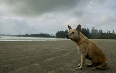 Dog on landscape against sky