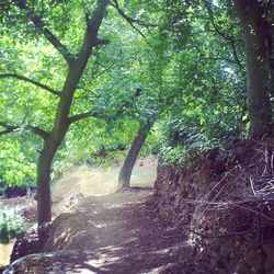 Trees in forest