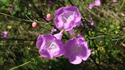 Close-up of pink flowers