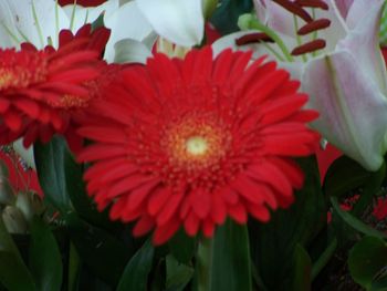 Close-up of red flower