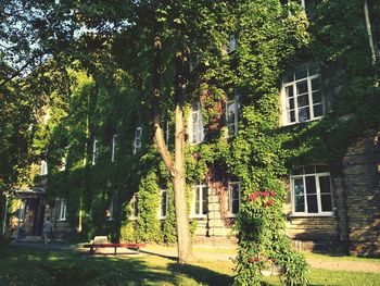 Trees and plants in park by building