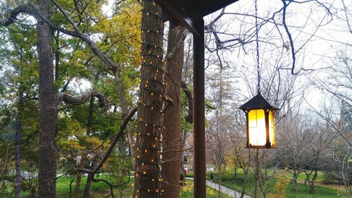 Bare trees against building