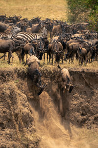 Group of elephants on field