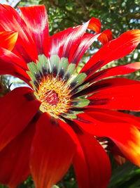 Close-up of red flower blooming outdoors