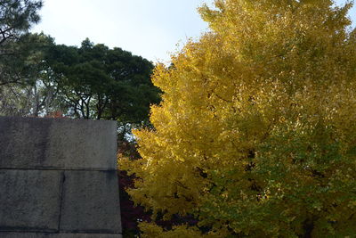 Low angle view of trees and plants against sky