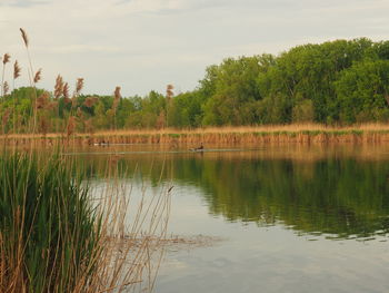 Reflection of trees in lake