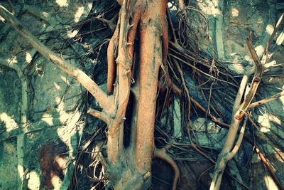 Plants growing on tree trunk