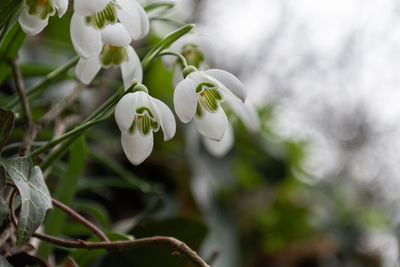 Close-up of white flowering plant