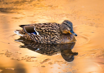 High angle view of a duck in lake