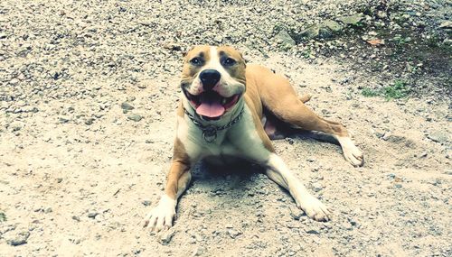 High angle view of dog sticking out tongue