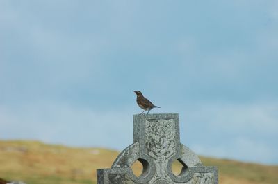 Close-up of bird perching against sky