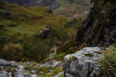 Close-up of moss on rock