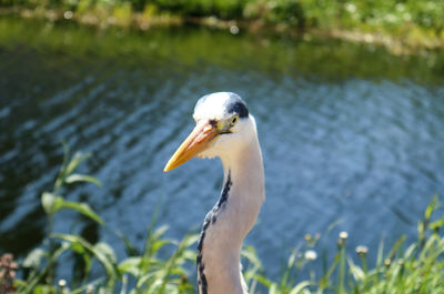 Bird in a lake