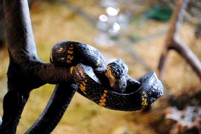 Close-up of snake on branch at zoo
