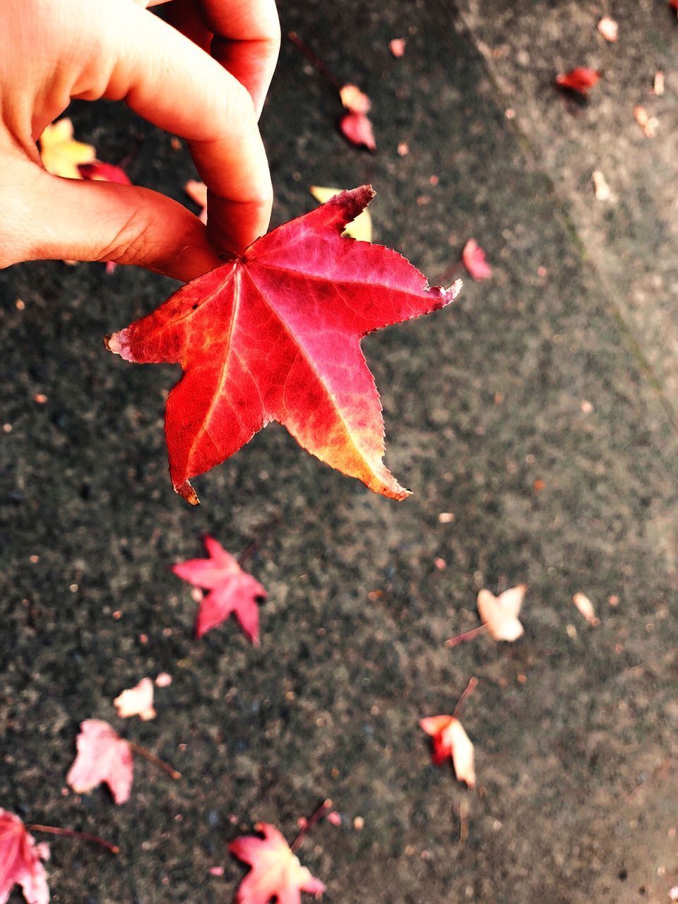 HIGH ANGLE VIEW OF HAND HOLDING MAPLE LEAVES DURING AUTUMN