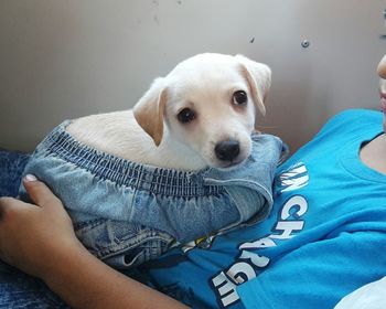 Close-up portrait of puppy