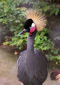 Black crowned crane portrait